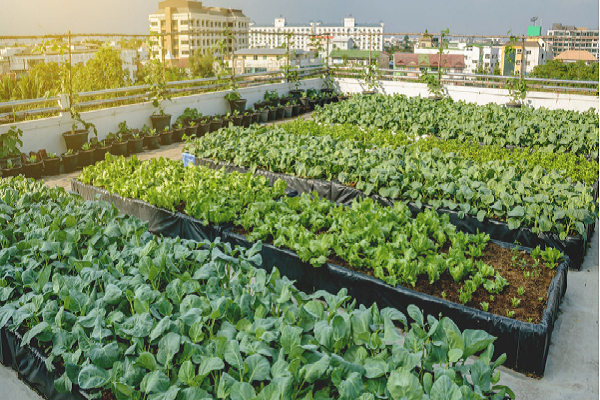 Rooftop Farming Business Course