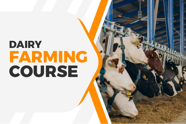Dairy Farming Course