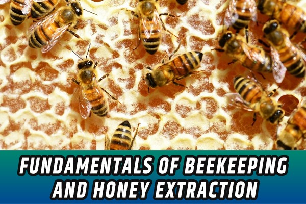 Fundamentals of Beekeeping and Honey Extraction